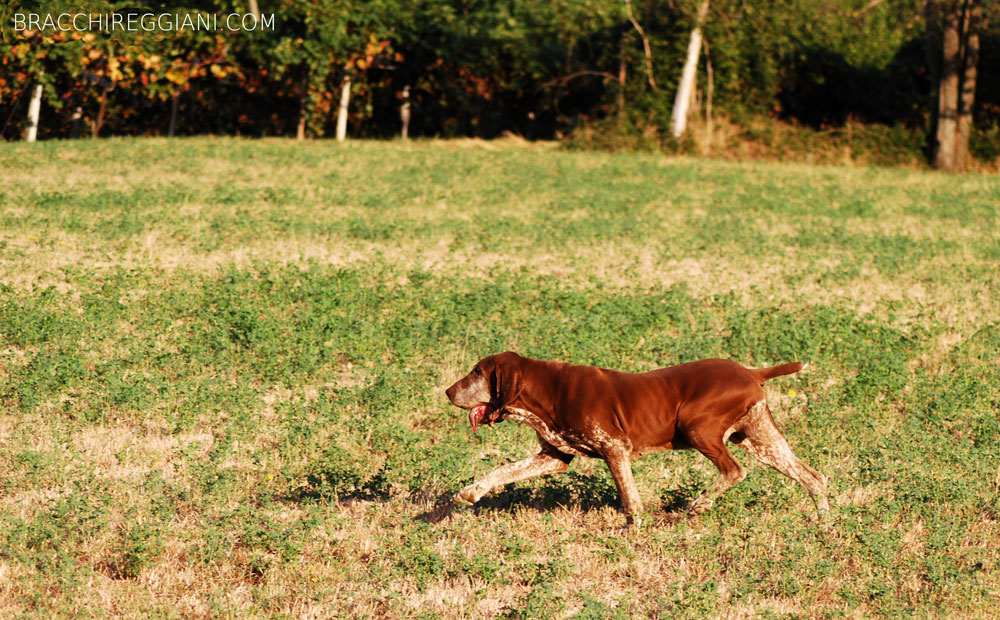 cucciolo adulto bracco italiano roano marrone bianco arancio bianco marrone caccia ferma riporto fagiano