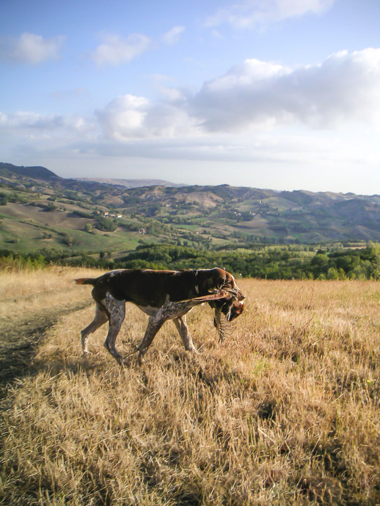 cucciolo adulto bracco italiano roano marrone bianco arancio bianco marrone caccia ferma riporto fagiano