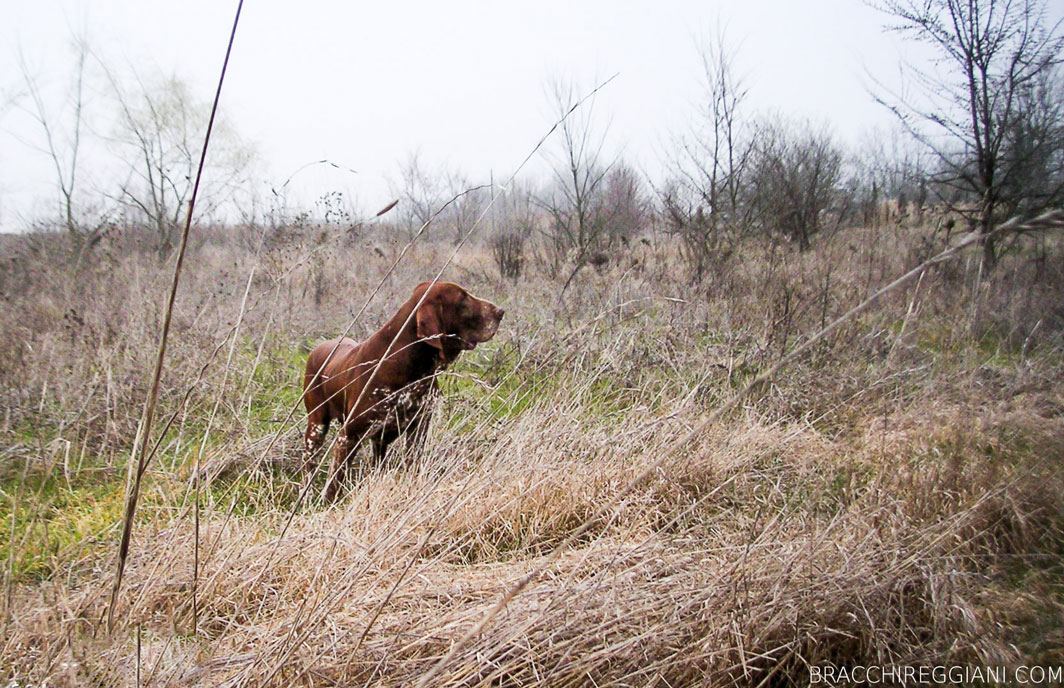 cucciolo adulto bracco italiano roano marrone bianco arancio bianco marrone