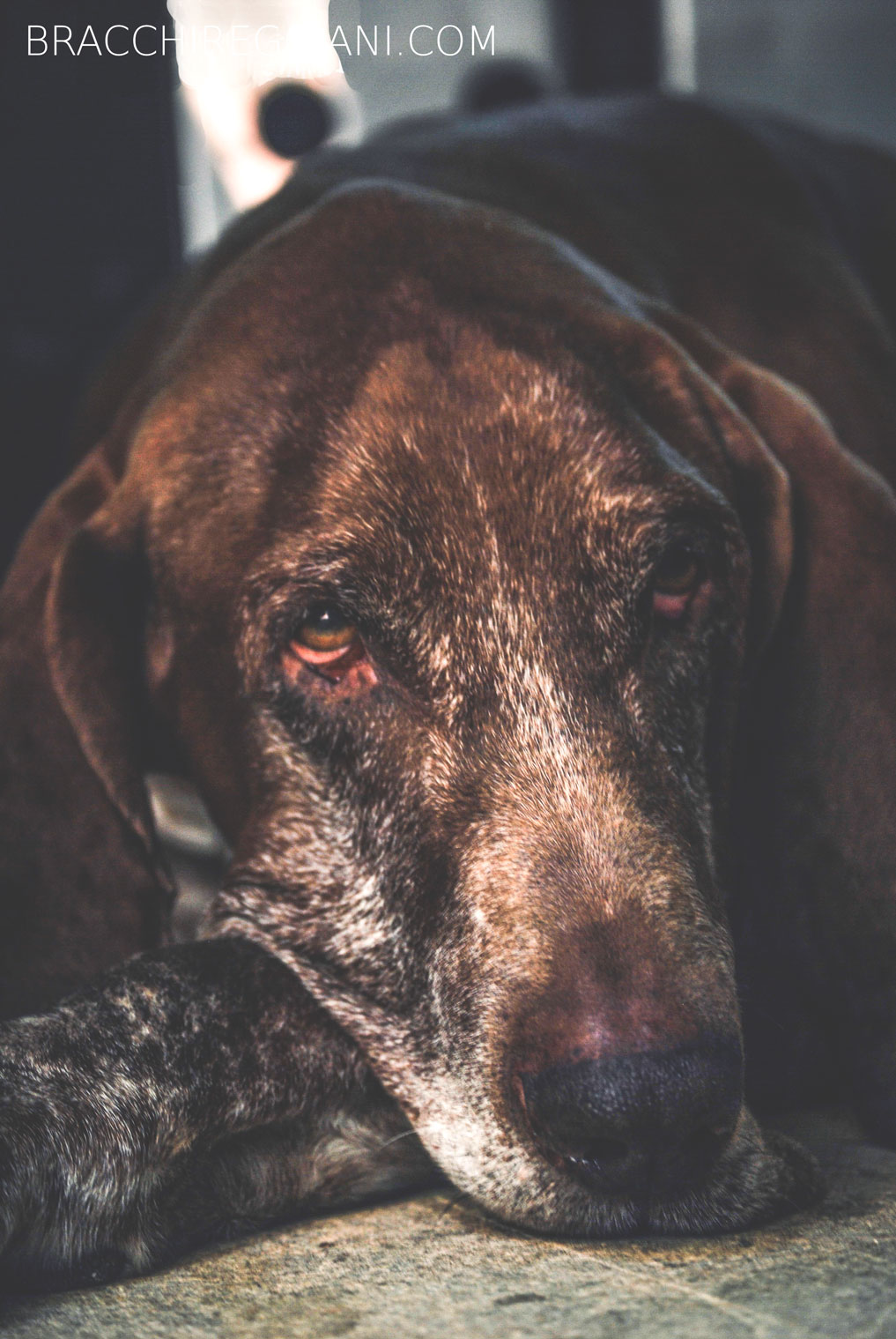 bracco italiano roano marrone