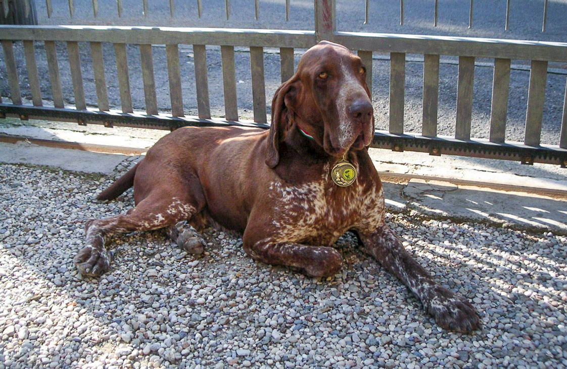 bracco italiano roano marrone