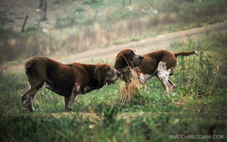 cucciolo adulto bracco italiano roano marrone bianco arancio bianco marrone caccia ferma riporto fagiano