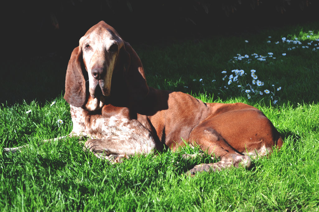 bracco italiano anziano