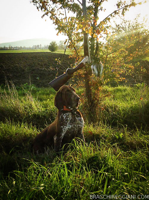 caccia ferma cane bracco italiano riporto bosco pianura fagiano