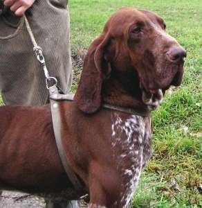 bracco italiano roano marrone tonaca di frate