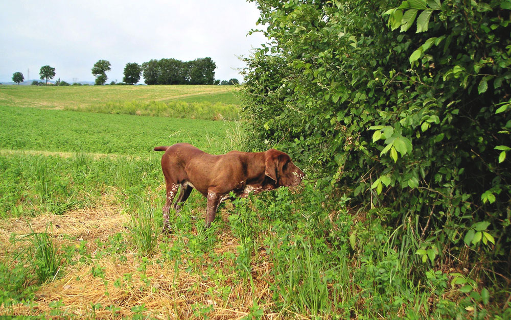 caccia ferma cane bracco italiano riporto bosco pianura fagiano