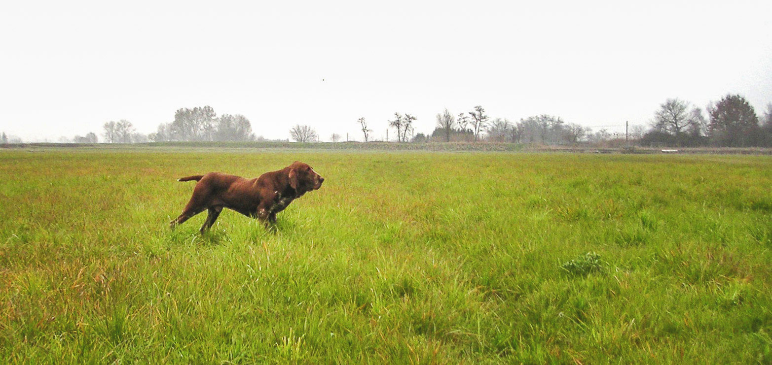 bracco italiano roano marrone in ferma su beccaccino