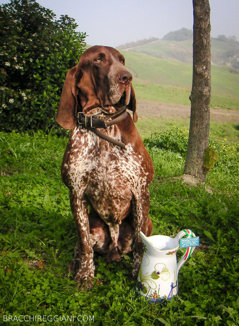 bracco italiano roano marrone