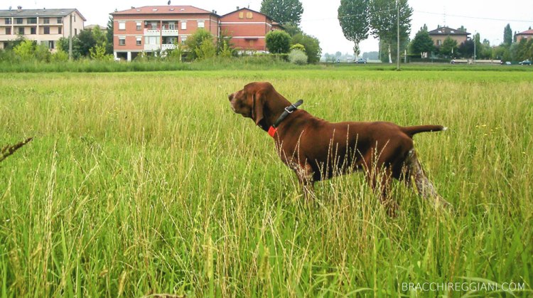 caccia ferma cane bracco italiano riporto bosco pianura fagiano