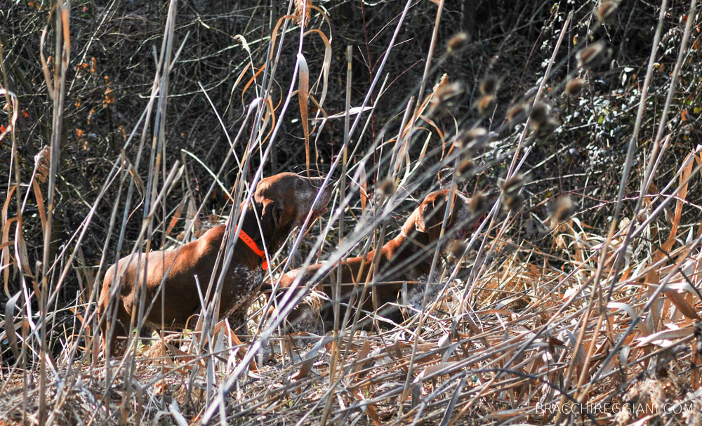 caccia ferma cane bracco italiano riporto bosco pianura fagiano