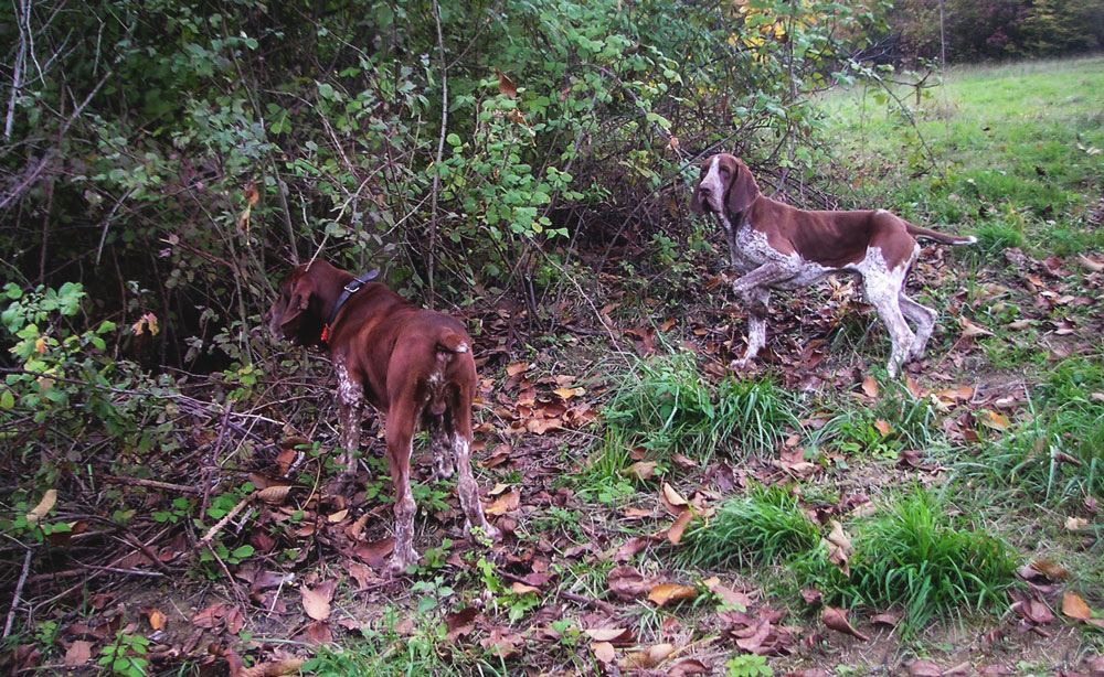 caccia ferma cane bracco italiano riporto bosco pianura fagiano