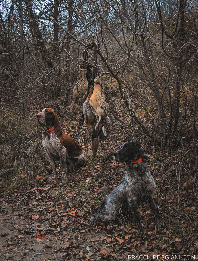 cucciolo adulto bracco italiano roano marrone bianco arancio bianco marrone caccia ferma riporto fagiano