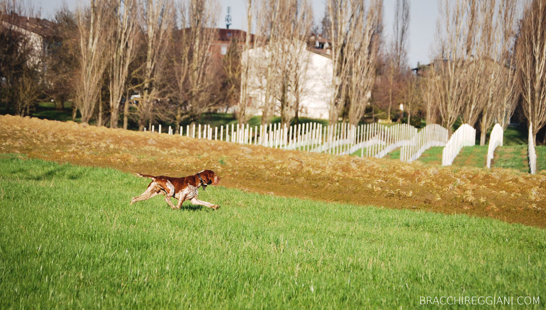 cucciolo adulto bracco italiano roano marrone bianco arancio bianco marrone caccia ferma riporto fagiano