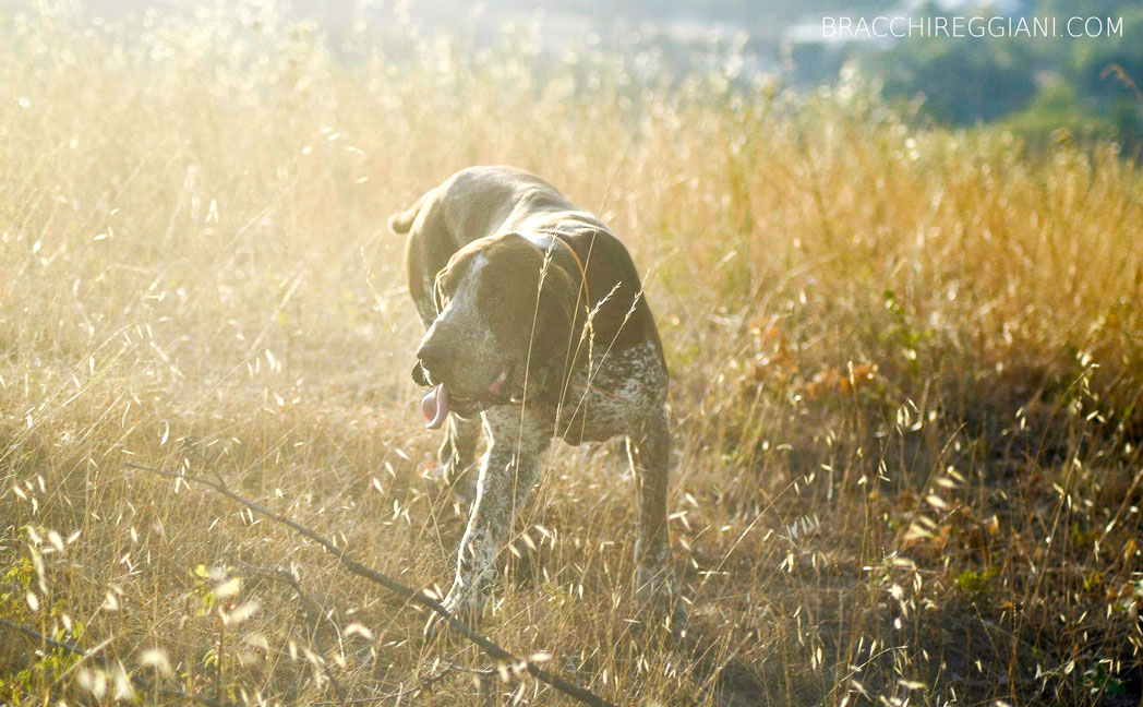 caccia ferma cane bracco italiano riporto bosco pianura fagiano