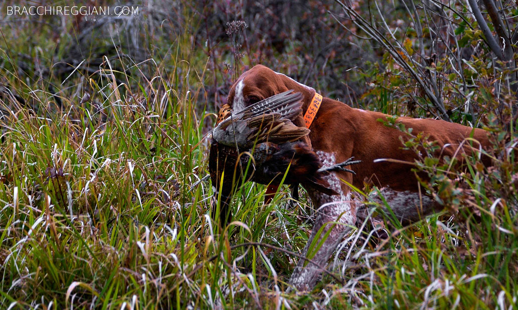 caccia ferma cane bracco italiano riporto bosco pianura fagiano