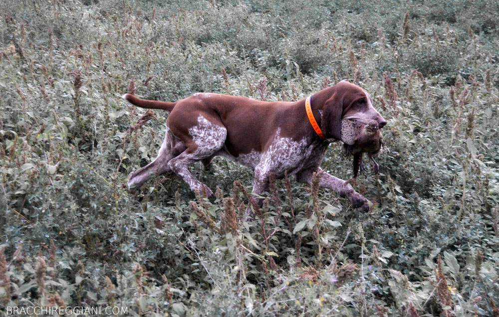 caccia ferma cane bracco italiano riporto bosco pianura fagiano