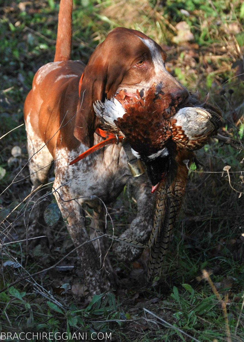caccia ferma cane bracco italiano riporto bosco pianura fagiano