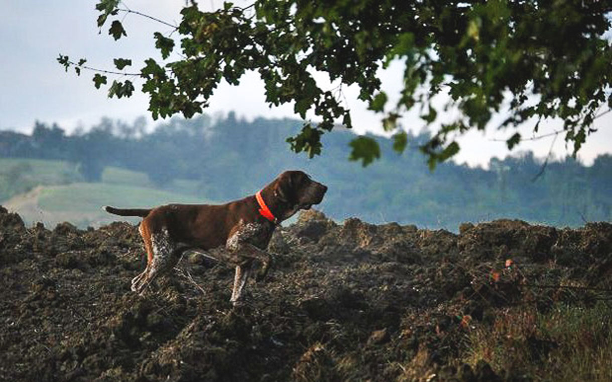 caccia ferma cane bracco italiano riporto bosco pianura