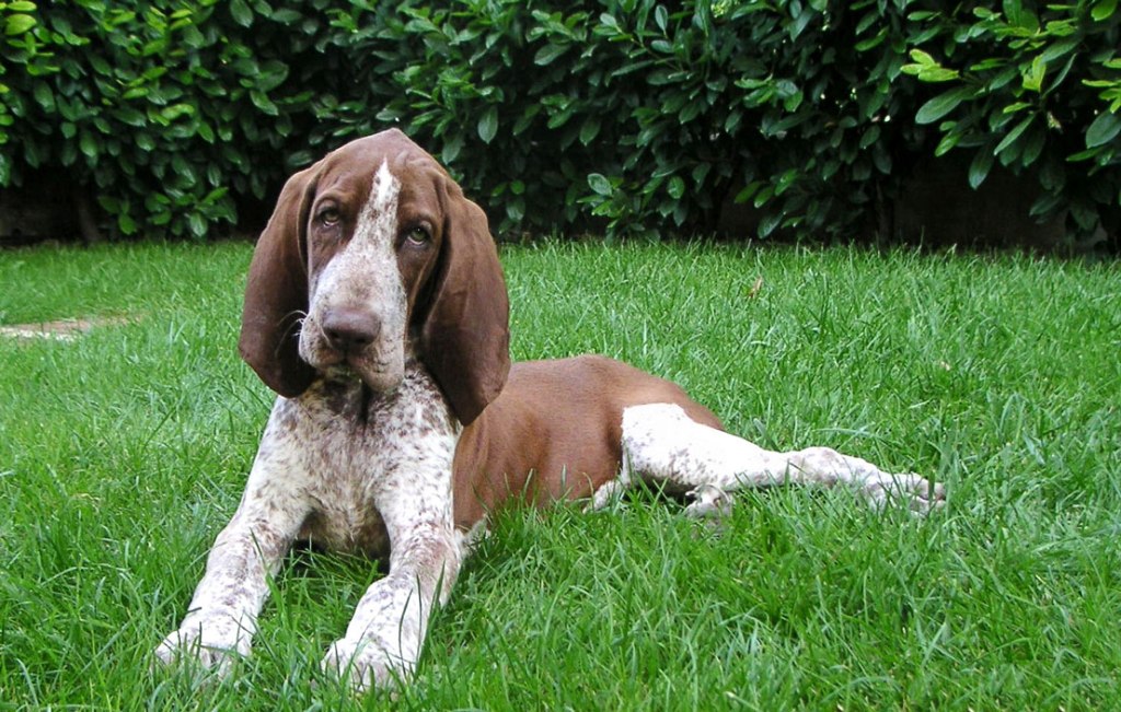 cucciolo bracco italiano roano marrone
