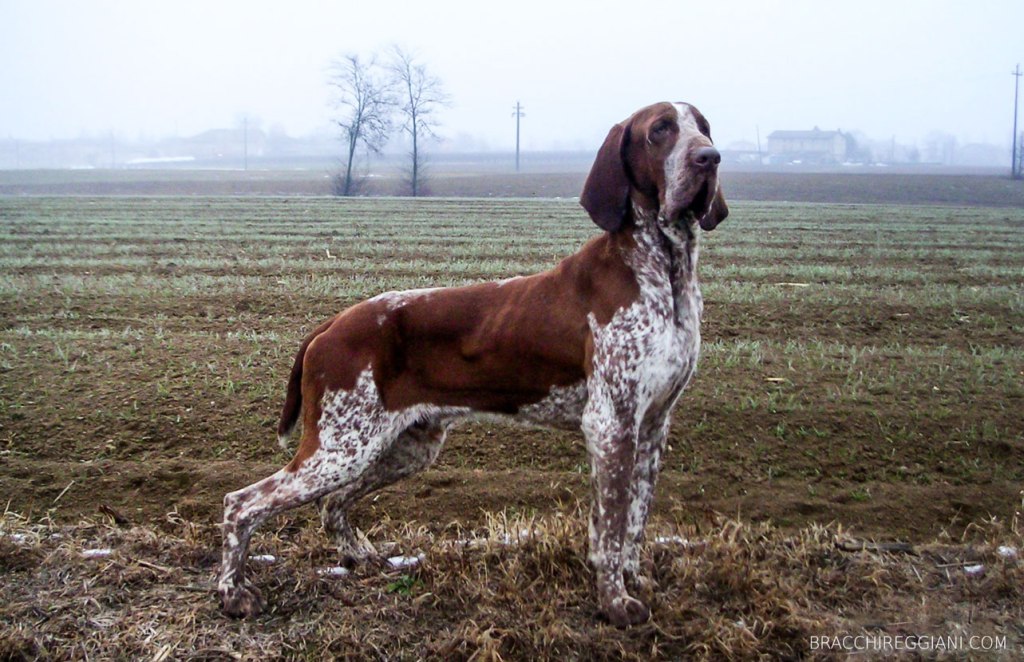 ferma bracco italiano caccia pianura
