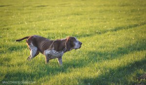 bracco italiano roano marrone bianco arancio in ferma su beccaccino