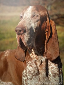 bracco italiano cani da caccia testa tartufo orecchio