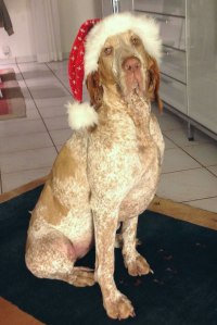 bracco italiano bianco arancio