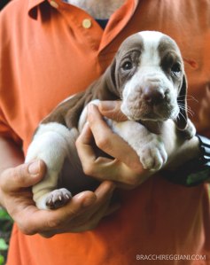 cucciolo bracco italiano bianco marrone roano arancio
