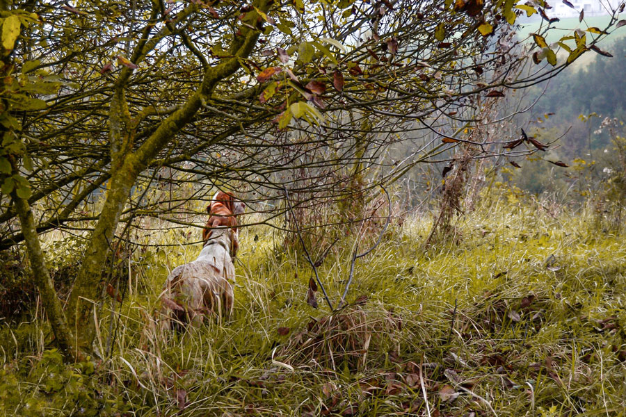 ferma consenso caccia bracco italiano e setter inglese