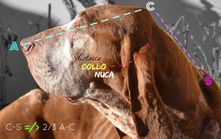 standard bracco italiano testa