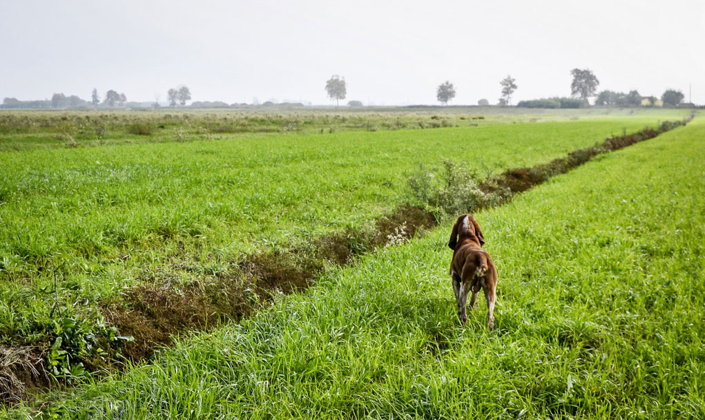 ferma beccaccino toscana bracco italiano