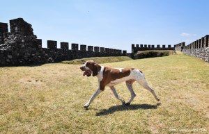 bracco italiano trotto bianco marrone