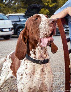 testa bracco italiano maschio roano marrone