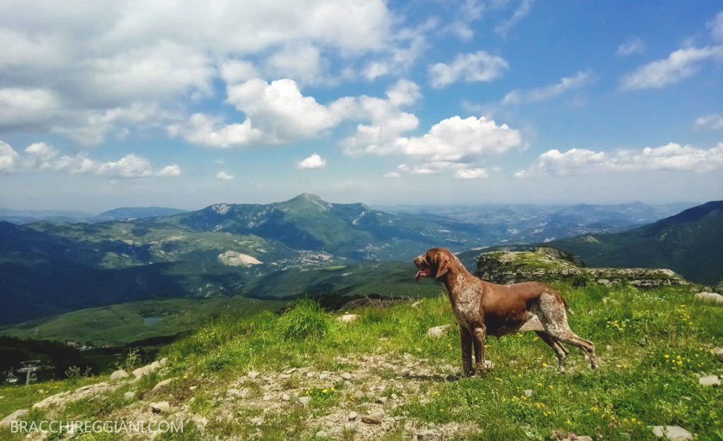 Bracchi Italiani a piede&nbsp;libero