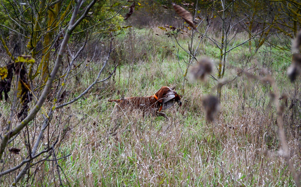 riporto bracco italiano fagiano