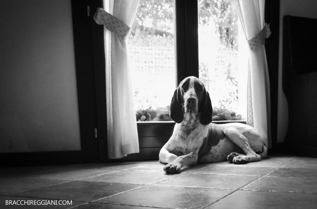 La Principessa Fiona