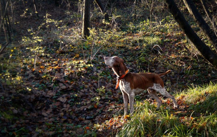 bracco italiano caccia ferma