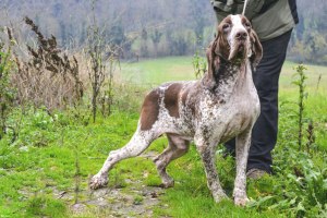 maschio bracco italiano roano marrone