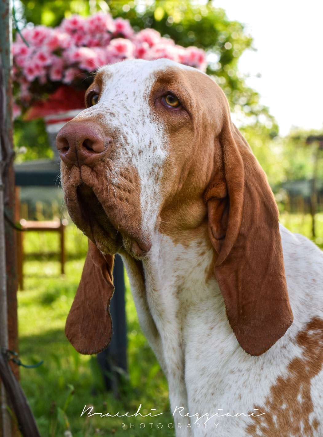 testa bracco italiano bianco arancio