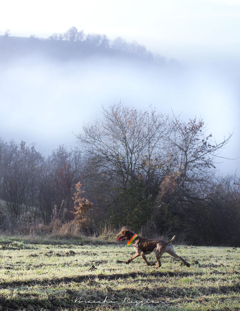 caccia trotto bracco italiano