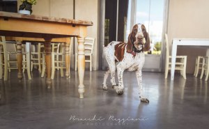 bracco italiano maschio roano marrone
