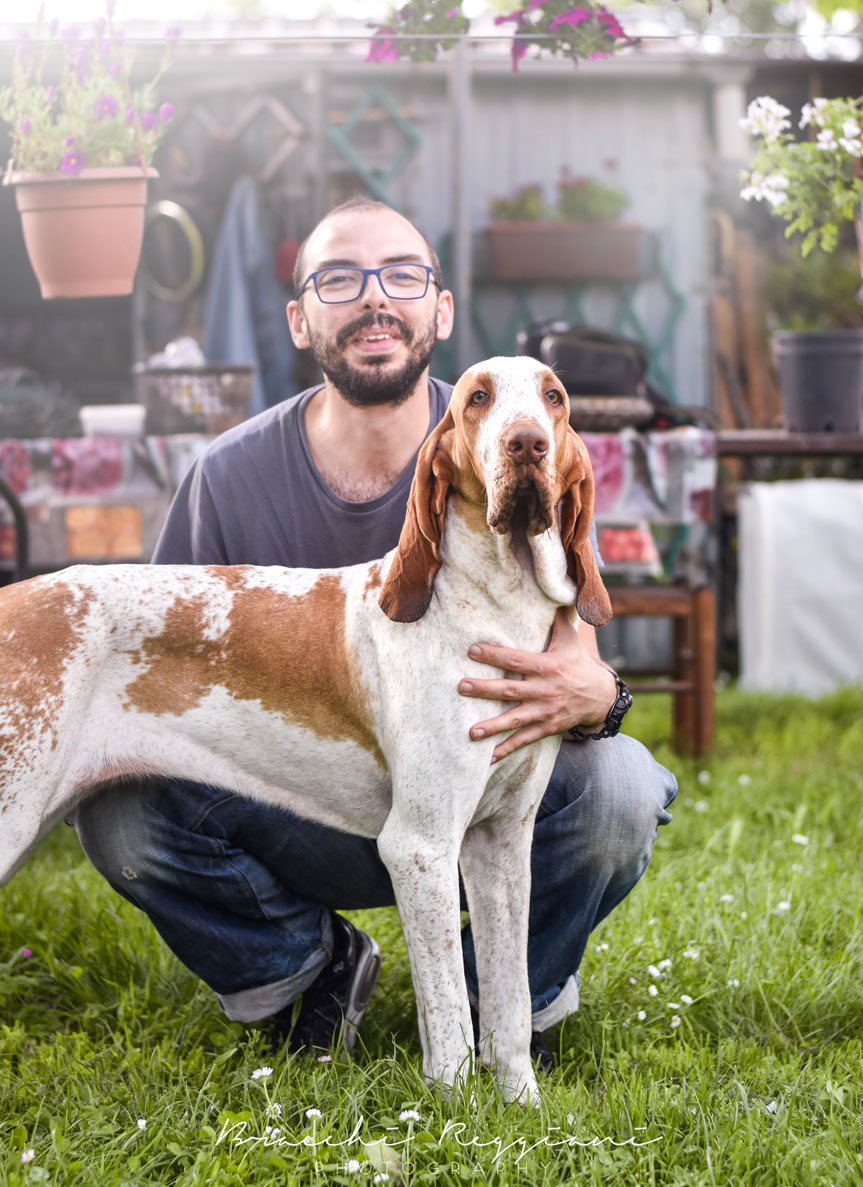 bracco italiano bianco arancio