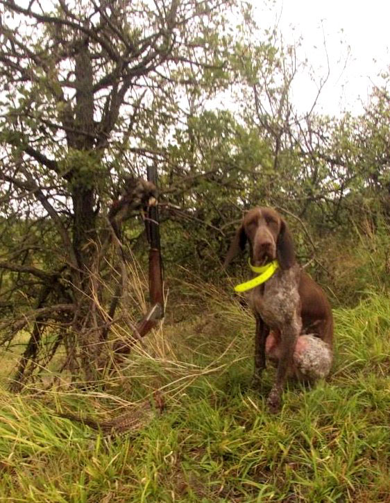 caccia trotto bracco italiano riporto