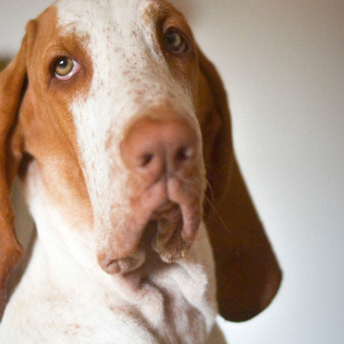 bracco italiano cucciolo bianco arancio