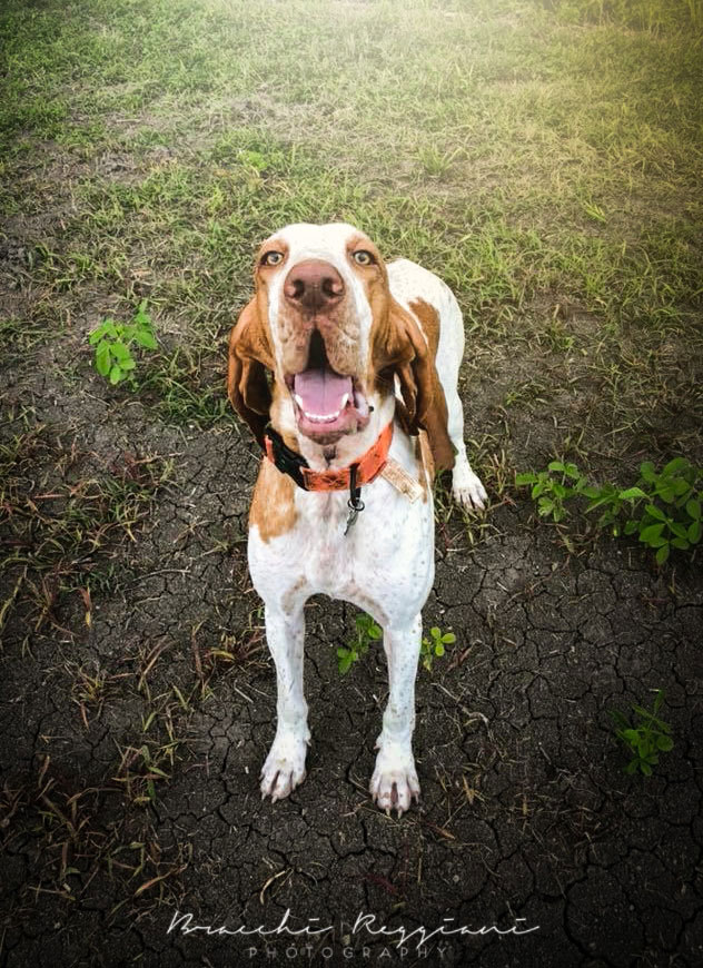 cucciolo bracco italiano roano marrone bianco marrone bianco arancio