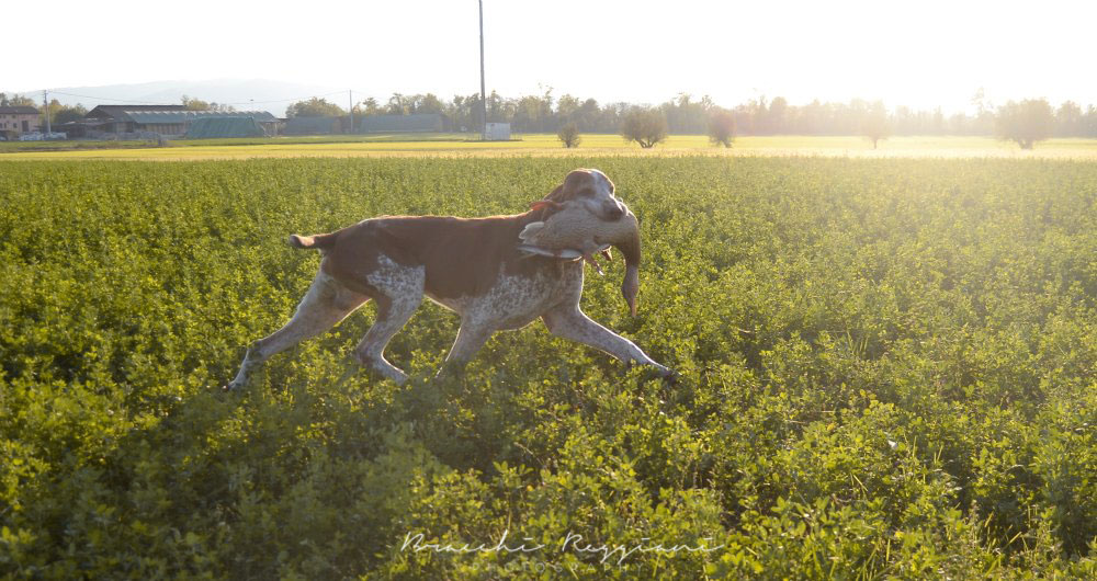 caccia trotto bracco italiano riporto