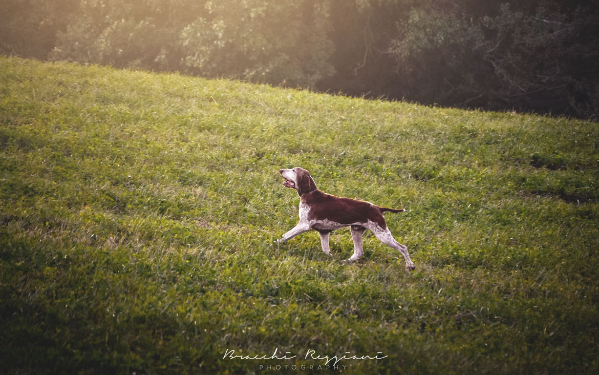 bracco italiano trotto emanazione filata