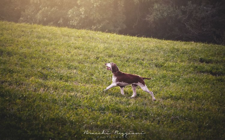 bracco italiano trotto emanazione filata