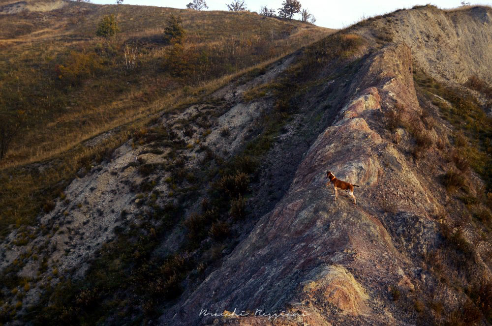 caccia trotto bracco italiano riporto