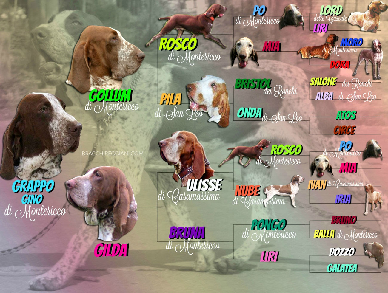 pedigree illustrato bracco